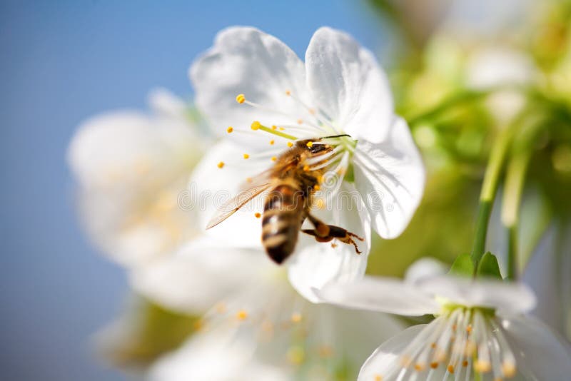 Inflorescence of Sweet Cherry in Spring Pollinated by Bee Stock Image