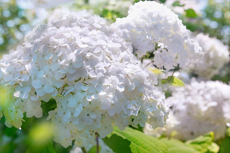 Inflorescence of White Hydrangeas in the Sun Stock Image Image of