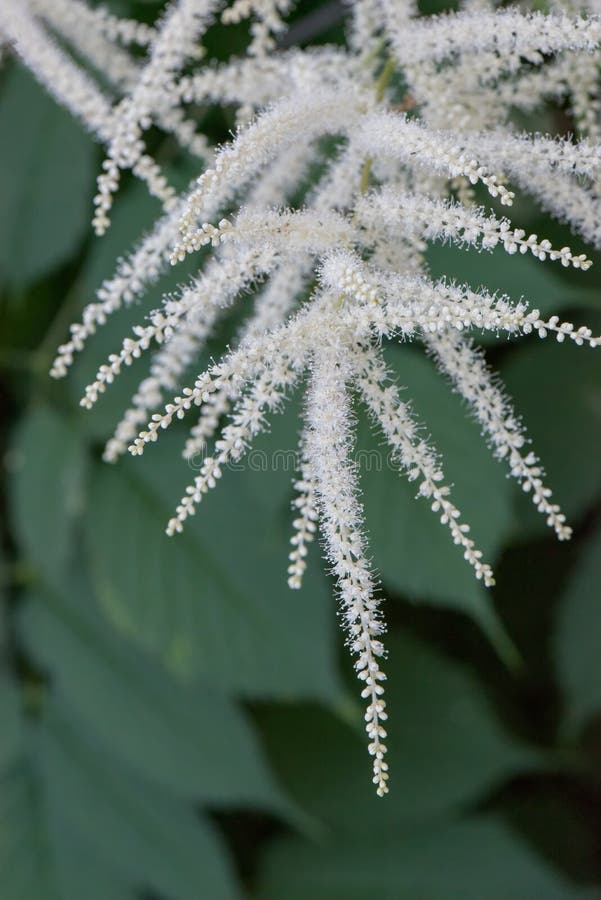Inflorescencia de barbas de cabra colgando penacho. Cabras barba barba barba barba o plumas de novias aruncus dioicus es una planta floreciente en la familia rosenbsp o rosaceae. es un perenne rhizomatoso herbáceo que se torna con flores de plumas atractivas de muchas flores de crema estrellada blanca.