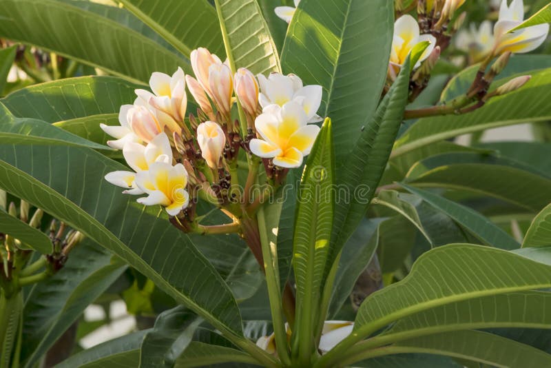 Inflorescencia de la planta tropical del plumeria Rama floreciente del plumeria Flores y brotes blancos y amarillos del plumeria
