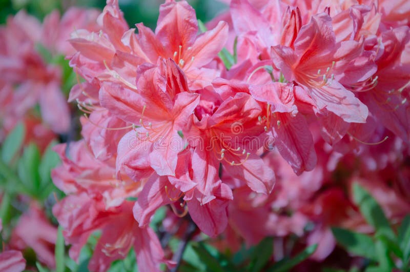 Inflorescencia del rododendro en un arbusto con las hojas verdes fotografía de archivo libre de regalías Inflorescencia del rododendro en un arbusto con las hojas verdes fotografía de archivo libre de regalías
