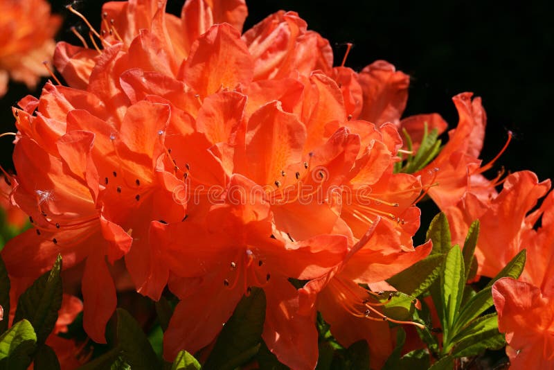 Inflorescencias Anaranjadas De Rododendrón. Fondo De Primavera Natural.  Cierre Del Fondo De Las Flores Imagen de archivo - Imagen de macro, parque:  212959683