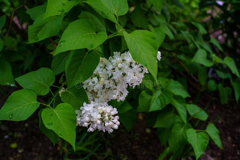 Inflorescenza del lillà bianco sotto le foglie verdi nel giardino immagini stock Inflorescenza del lillà bianco sotto le foglie verdi nel giardino immagini stock