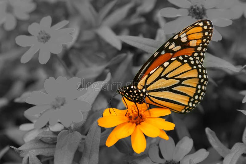 Mariposa en sobre el en blanco y negro representante influencia o potencial.