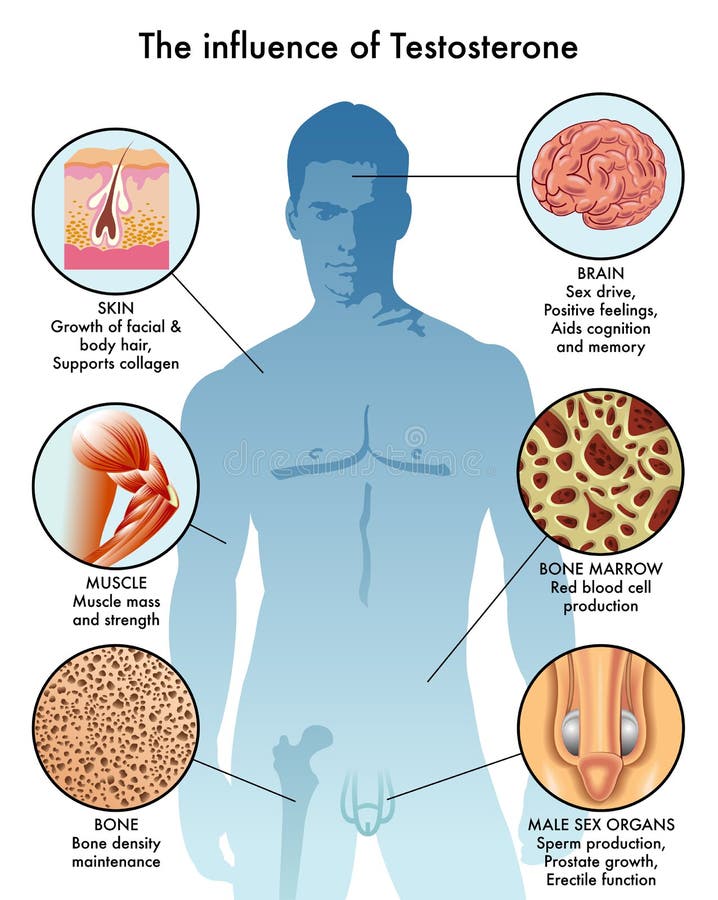 Body Parts Diagram Male / Free Printable Human Body Diagram for Kids