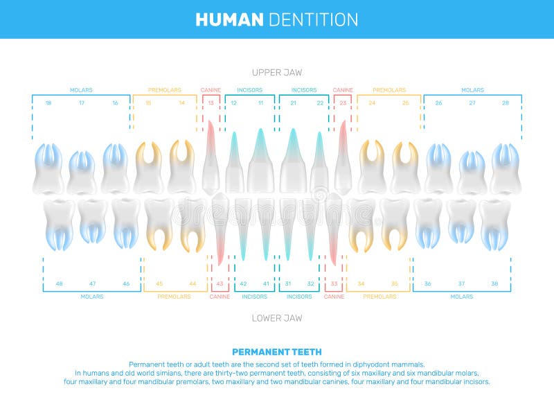 Conjunto De Desenhos Animados De Boca Humana Ilustração Stock - Ilustração  de beijo, isolado: 245621259