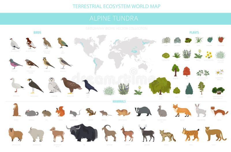 Infografía de la región natural apine tundra biome. mapa mundial de ecosistemas terrestres. conjunto de diseño de aves y plantas a