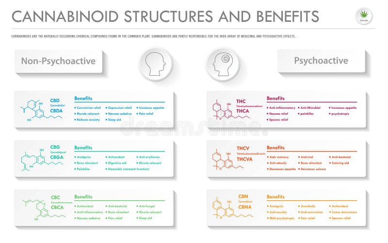 InfografÃa empresarial horizontal sobre Cannabinoid Stutures and Benefits foto de archivo libre de regalías InfografÃa empresarial horizontal sobre Cannabinoid Stutures and Benefits foto de archivo libre de regalías