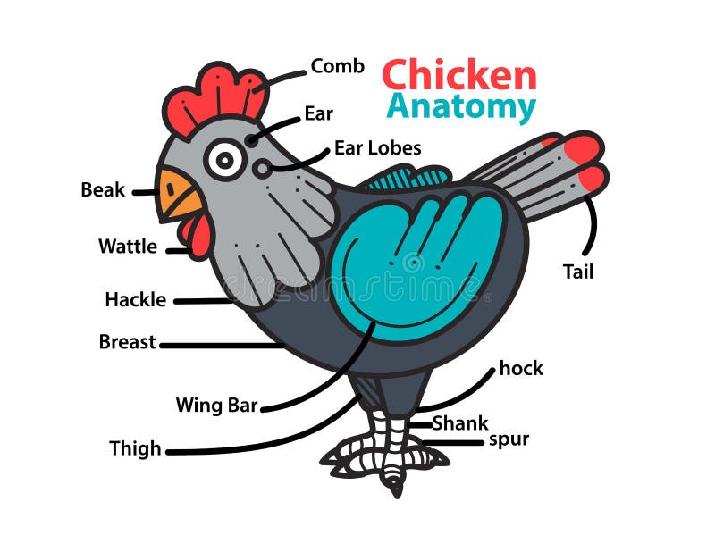 Infographic Anatomy Of A Chicken Stock Vector Illustration Of Agriculture Cuts