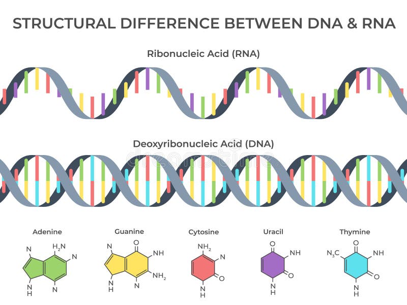 Infographic DNA and RNA spiral. Ribonucleic vs deoxyribonucleic acid structure, genetic structure and scientific vector