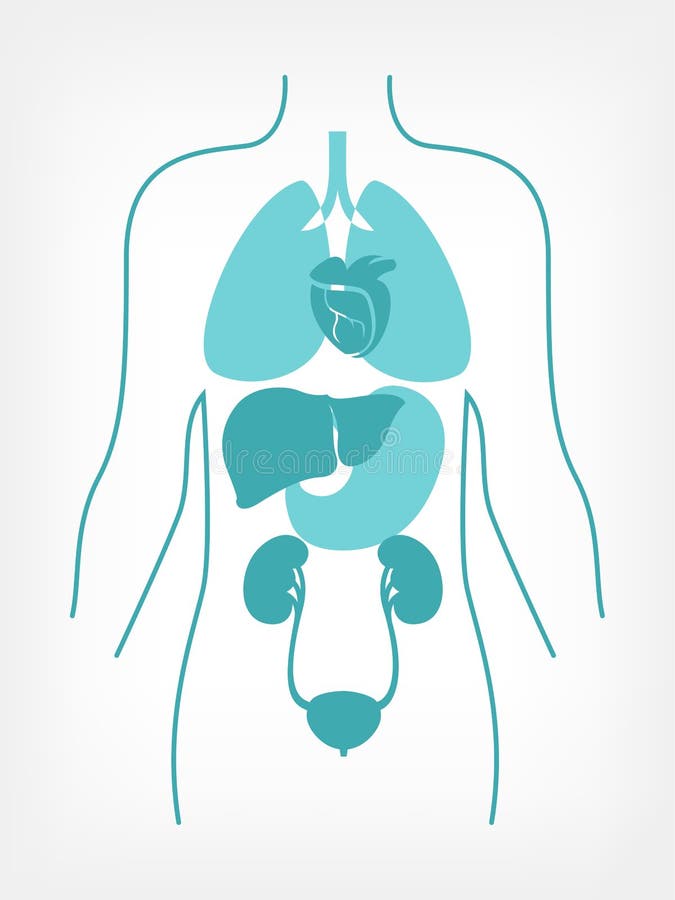 Anatomie de corps humain illustration de vecteur. Illustration du vessie -  52769659