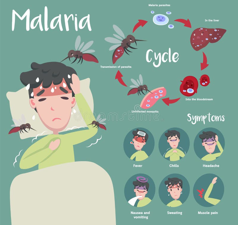 Malaria Symptoms Stock Illustrations – 266 Malaria Symptoms Stock  Illustrations, Vectors & Clipart - Dreamstime