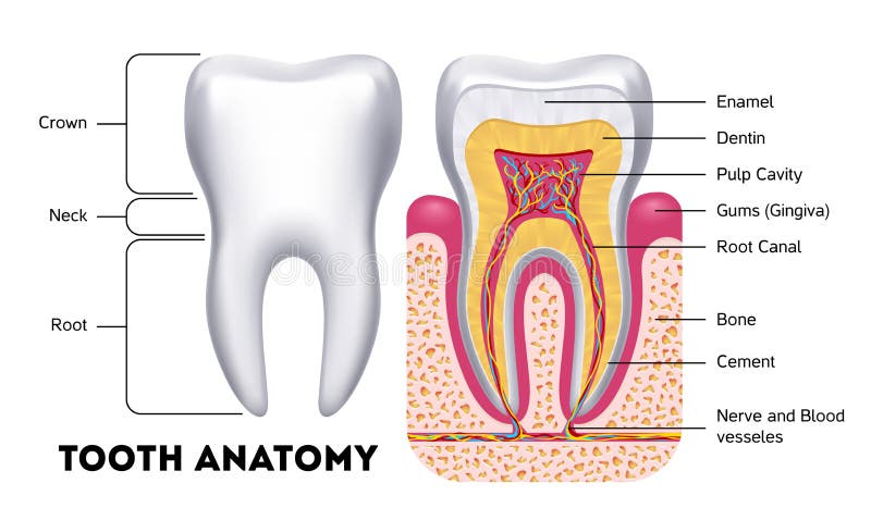Infographics dental del vector de la anatomía del diente ilustración del vector Infographics dental del vector de la anatomía del diente ilustración del vector