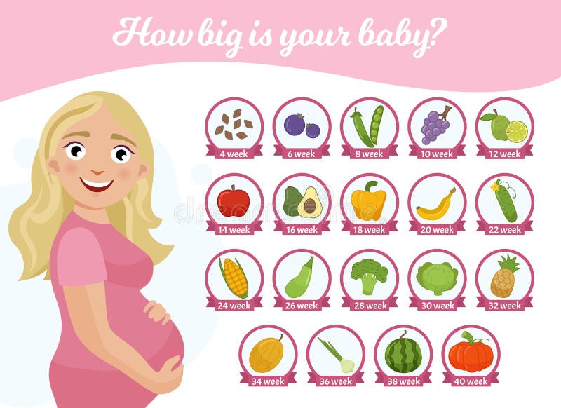 Infographics how big is your baby