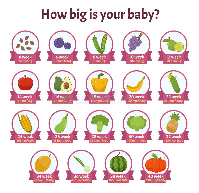 18 Weeks Pregnant Baby Size Of What Fruit - Baby Viewer