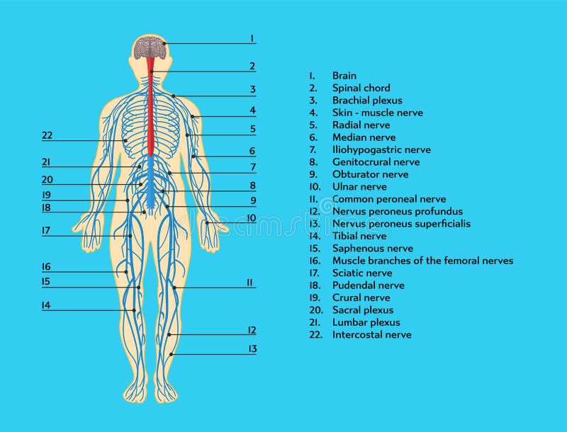 Infographics plan anatomiczna struktura ludzki układ nerwowy ilustracja wektor Infographics plan anatomiczna struktura ludzki układ nerwowy ilustracja wektor