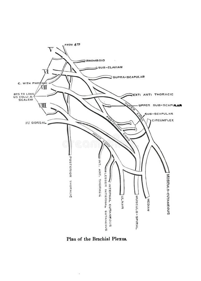 Informative illustration of the plan of the human brachial Plexus