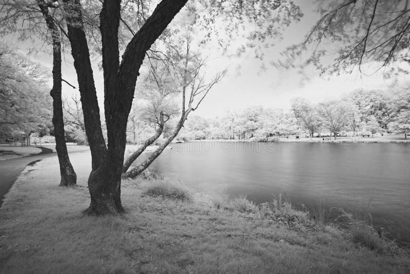 The infrared dreamy scenery