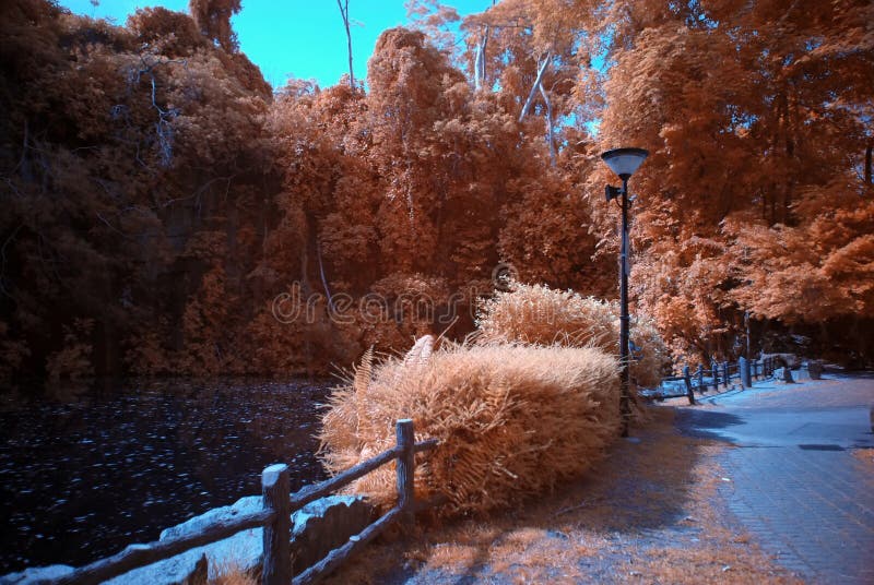 Infrared photo – tree and lake