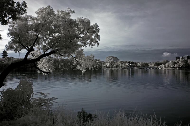 Infrared photo – tree, landscapes and lake