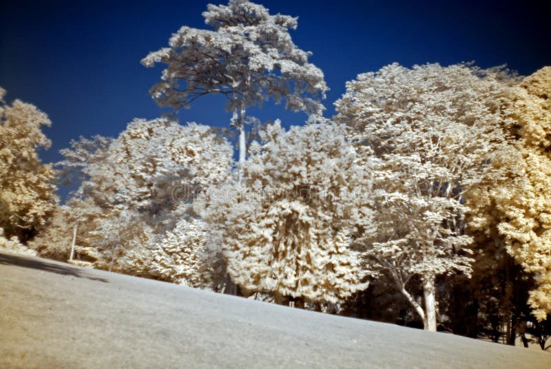Infrared photo – tree and park