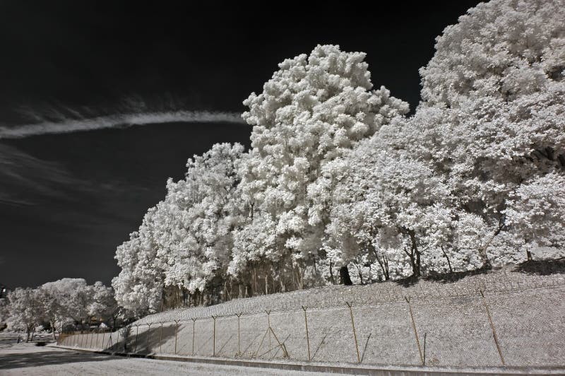 Infrared photo – tree, skies and cloud in the pa