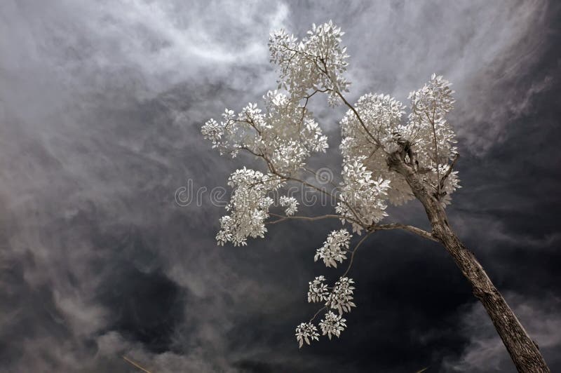 Infrared photo – tree, skies and plant in the pa