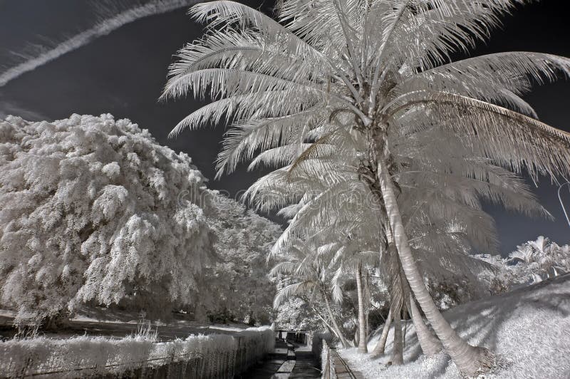 Infrared photo– coconut tree, skies and cloud