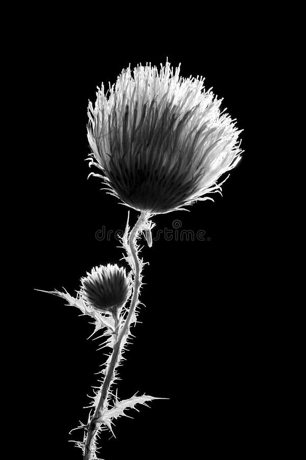 Infrared pressed flower