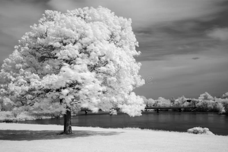 Infrared Tree