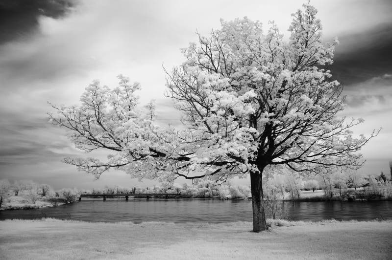 Infrared Tree