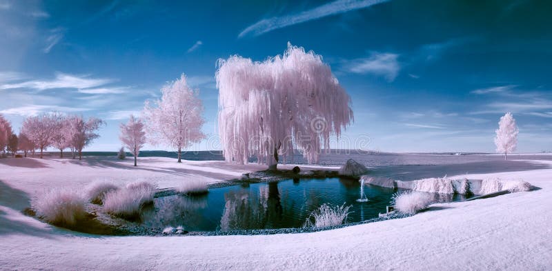 Infrared scene of a pond and trees on a beautiful sunny day. Infrared scene of a pond and trees on a beautiful sunny day