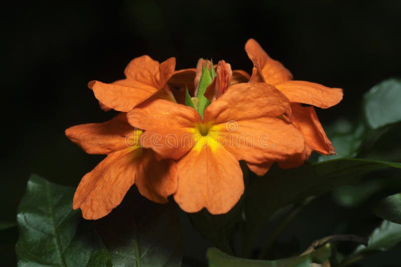 Infundibuliformis Crossandra, Wai, Maharashtra, Ινδία στοκ φωτογραφίες Infundibuliformis Crossandra, Wai, Maharashtra, Ινδία στοκ φωτογραφίες