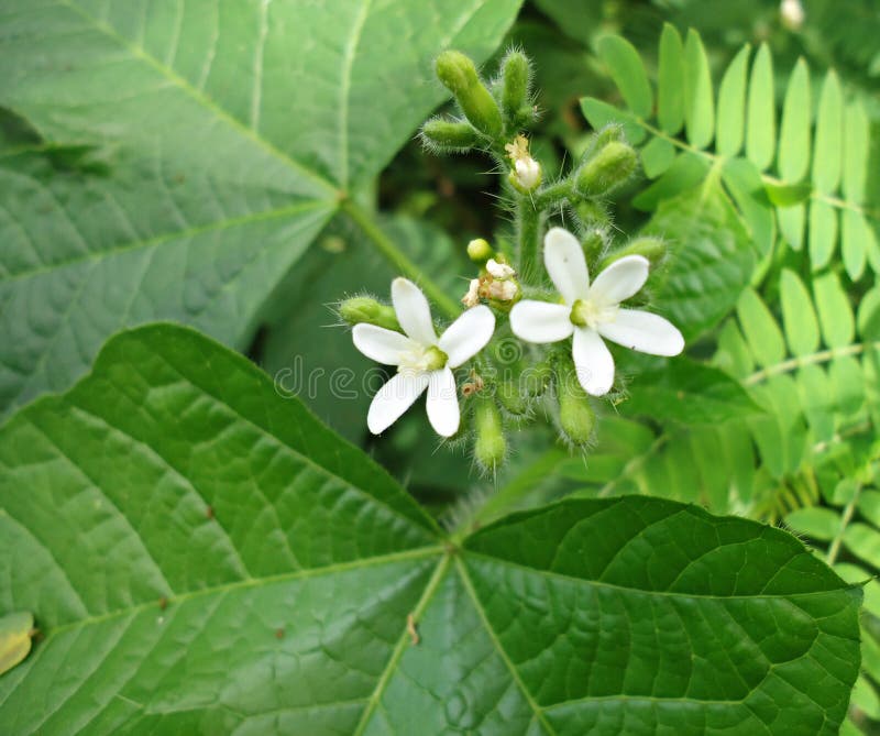 INFÖDD BÄSTA SIKT FÖR VIT BLOMMA fotografering för bildbyråer INFÖDD BÄSTA SIKT FÖR VIT BLOMMA fotografering för bildbyråer