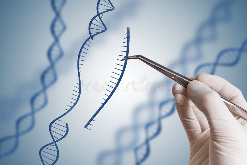 Ingegneria genetica, GMO e concetto di manipolazione del gene La mano sta inserendo la sequenza di DNA immagini stock libere da diritti Ingegneria genetica, GMO e concetto di manipolazione del gene La mano sta inserendo la sequenza di DNA immagini stock libere da diritti