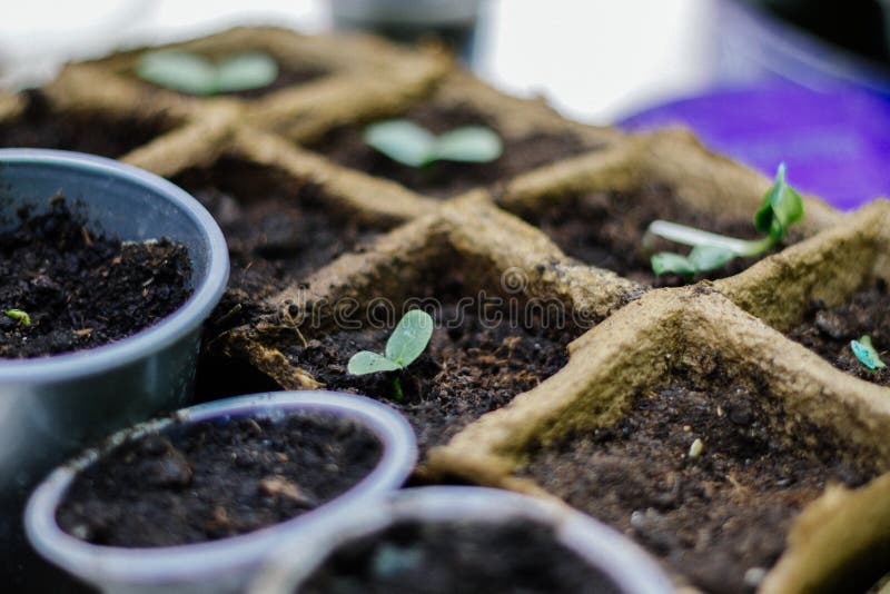 Ingemaakte zaailingen die in de biologisch afbreekbare potten van het turfmos groeien royalty-vrije stock afbeeldingen Ingemaakte zaailingen die in de biologisch afbreekbare potten van het turfmos groeien royalty-vrije stock afbeeldingen