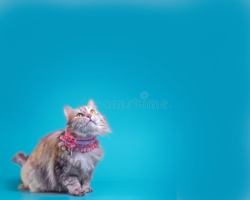Ingingerfluffy katt i en rosa krage på en turkos bakgrund. Ingingerfluffy-katt i rosa krage på en turkobaksida