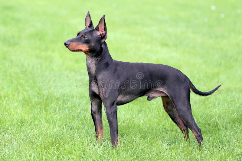 Pastor Inglês Cross Dog Standing Imagem de Stock - Imagem de preto