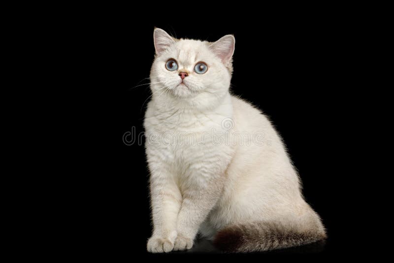Ingleses peludos produzem a cor branca do gato no fundo preto isolado fotos de stock Ingleses peludos produzem a cor branca do gato no fundo preto isolado fotos de stock