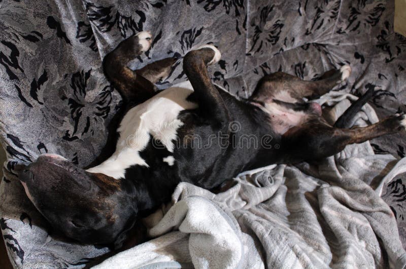 Inglês bull terrier que aprecia o nivelamento preguiçoso em casa fotografia de stock Inglês bull terrier que aprecia o nivelamento preguiçoso em casa fotografia de stock