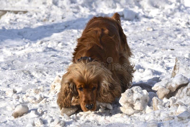 Inglês cocker spaniel na neve fotografia de stock royalty free Inglês cocker spaniel na neve fotografia de stock royalty free