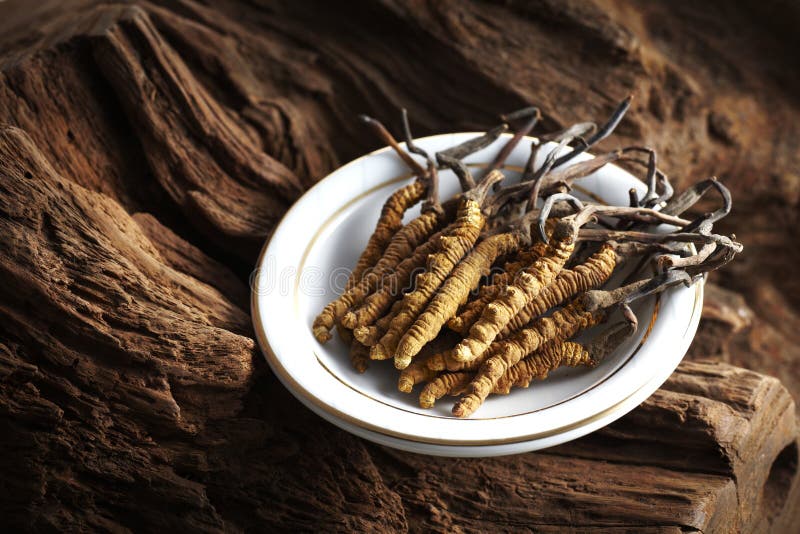 Zložka používa v Tradičnej Čínskej Medicíne na bielom pozadí Cordyceps sinensis (caterpillar huba)