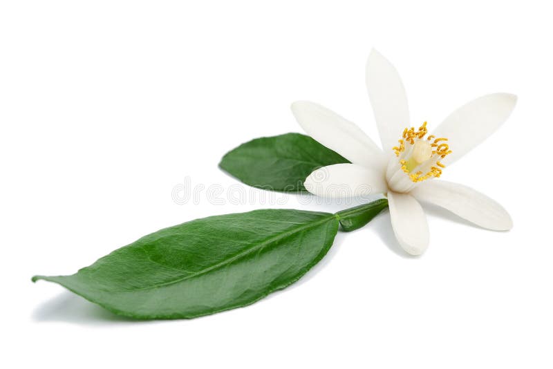 Ingrediente floral de cÃ­tricos
