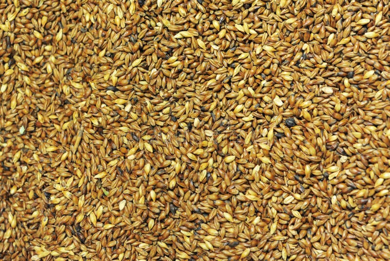 Ingredientes da Cerveja imagem de stock