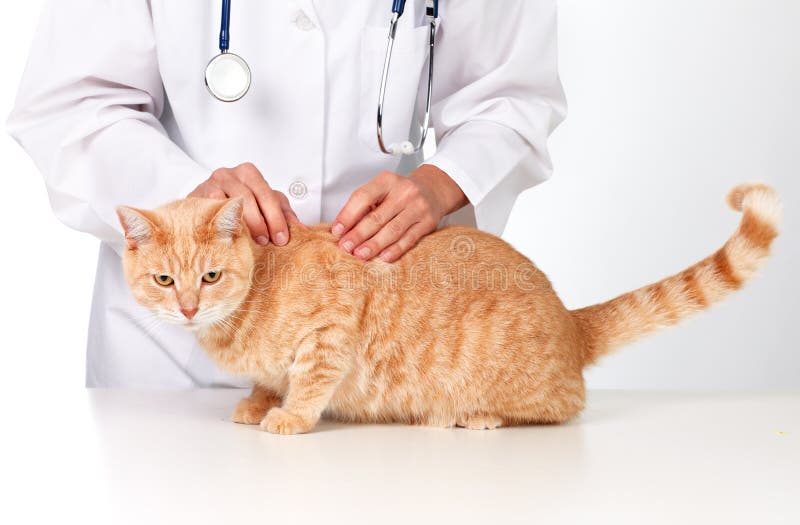 Ingwerkatze mit tierärztlichem Doktor. stockfotos Ingwerkatze mit tierärztlichem Doktor. stockfotos