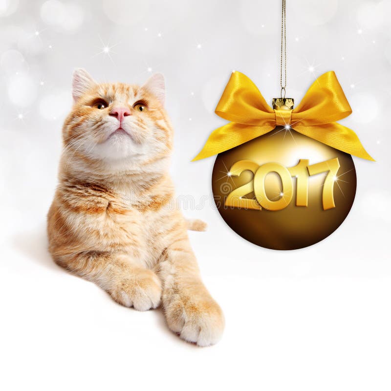Ingwerkatze und goldener Weihnachtsball mit Goldsatinband beugen stockbilder Ingwerkatze und goldener Weihnachtsball mit Goldsatinband beugen stockbilder