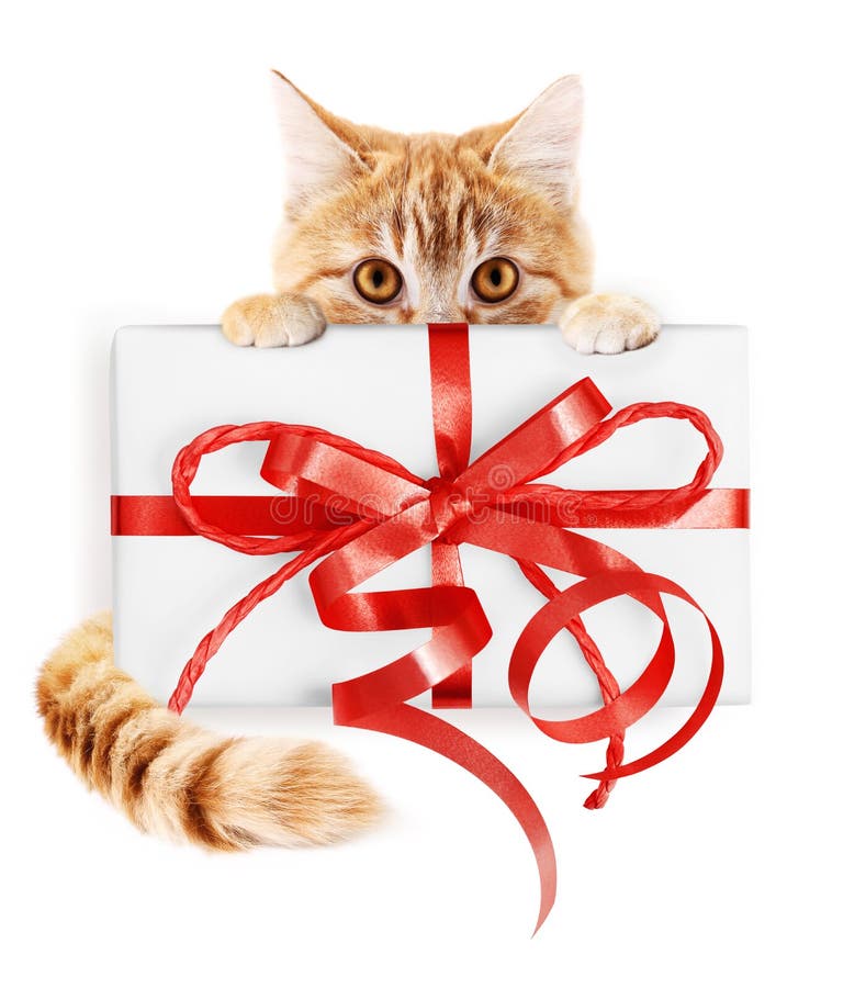 Ingwerkatze und Weihnachtsgeschenkpaket mit rotem Band beugen, isola lizenzfreie stockfotos Ingwerkatze und Weihnachtsgeschenkpaket mit rotem Band beugen, isola lizenzfreie stockfotos