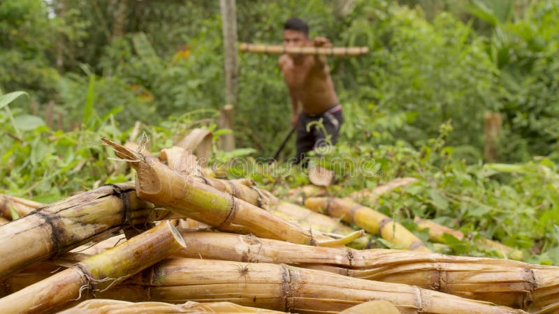 Inheemse man snijdt suikerrietstokken