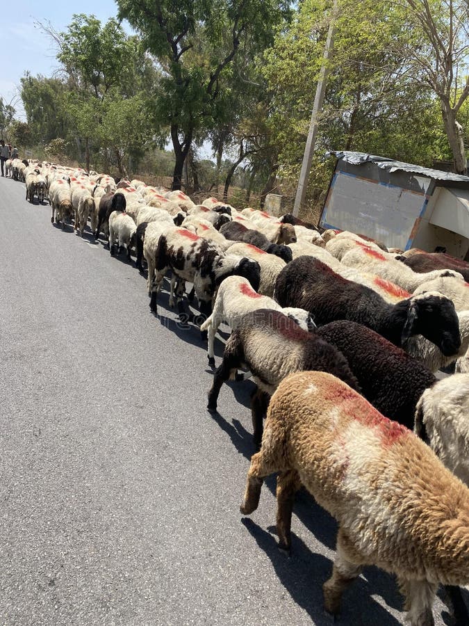 Indian farm animals big source of income by Wool. Indian villagers roaming around 50-100 kms per day for feeding his cattle. Indian farm animals big source of income by Wool. Indian villagers roaming around 50-100 kms per day for feeding his cattle