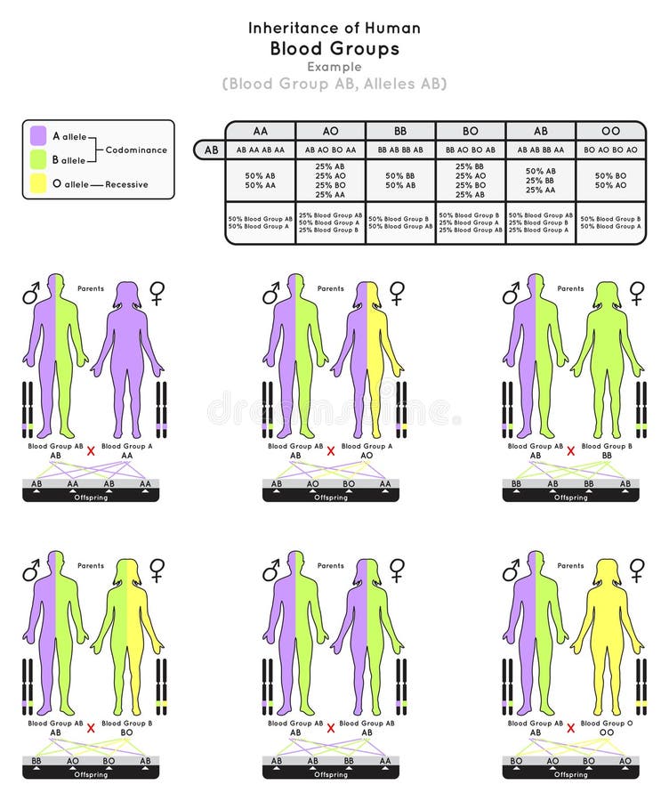 inheritance-of-human-blood-group-ab-infographic-diagram-example-alleles-ab-stock-vector